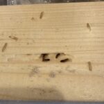 アメリカカンザイシロアリの特色・好きな樹種