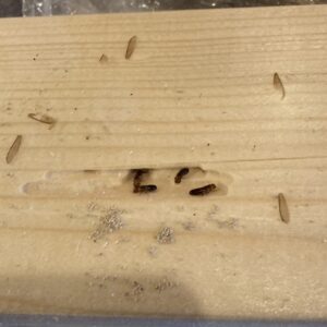 アメリカカンザイシロアリの特色・好きな樹種