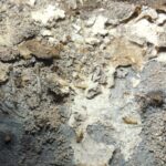 シロアリ豆知識